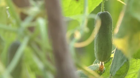 Cucumber On The Plant Stock Footage 106019230