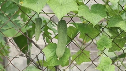 Cucumber plant Stock Footage 135955034