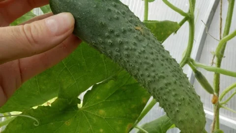 Cucumber plant leaf with yellow spots, cucumber diseases and pests concept. A ha 스톡 동영상 282900940