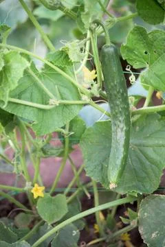 Cucumber plant Foto stock