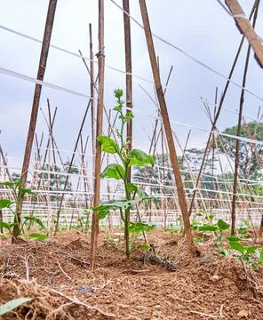 Cucumber plant Stock Photos