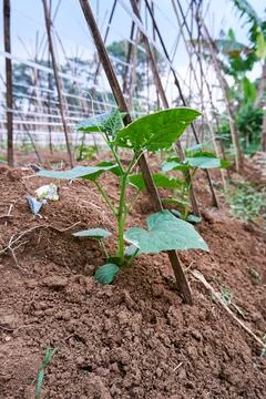 Cucumber plant Stock Photos
