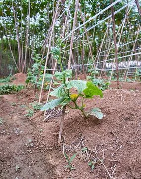 Cucumber plant Stock Photos