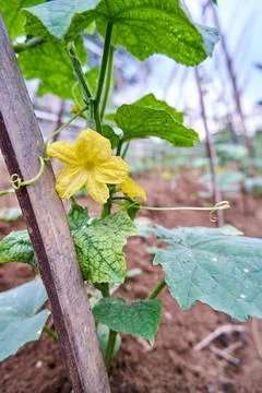 Cucumber plant Stock Photos