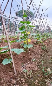 Cucumber plant Stock Photos