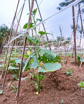 Cucumber plant Stock Photos