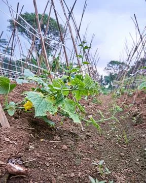Cucumber plant Stock Photos