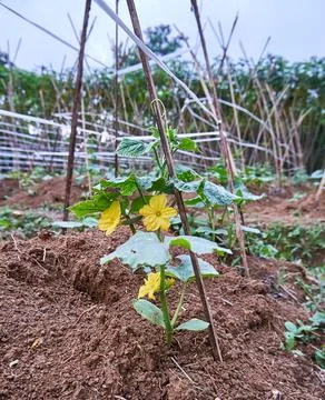 Cucumber plant Stock Photos
