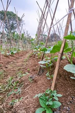 Cucumber plant Stock Photos