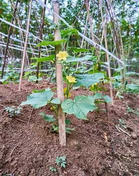 Cucumber plant Stock Photos