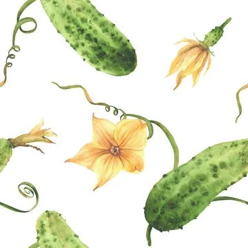 Cucumber plant seamless pattern with flower, bud, leaf and tendril. Watercolor Stock Illustration