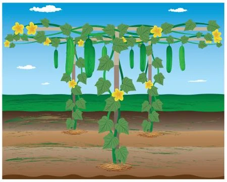 Cucumber plant vector design Stock Illustration