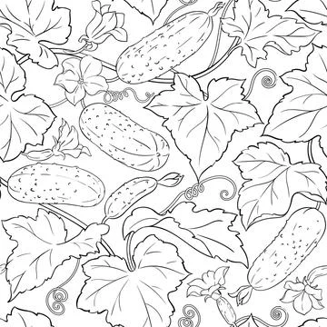 Cucumber plant vector pattern on white background Stock Illustration