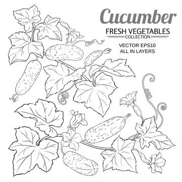 Cucumber plant vector set on white background Stock Illustration