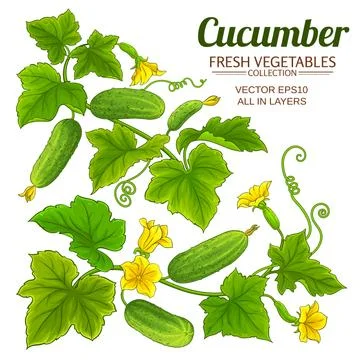 Cucumber plant vector set on white background Stock Illustration