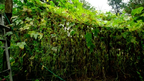 Cucumber plants begin to wither or yellowing after overgrowing its trellis Video stock 331830242