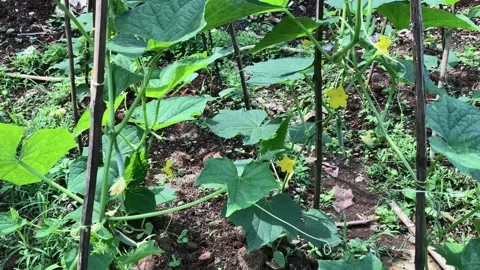 Cucumber plants Stock Footage 201468237