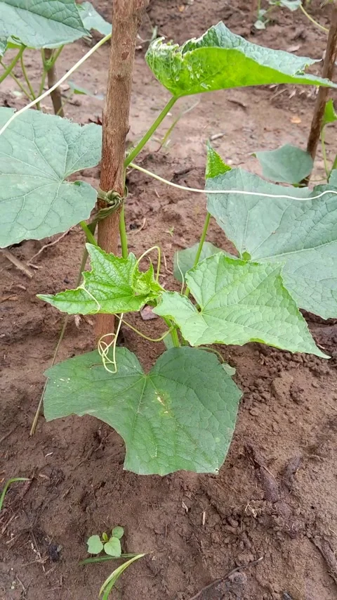 Cucumber plants Video stock 230216538