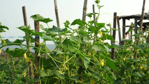 Cucumber plants in the garden Video stock 265064717