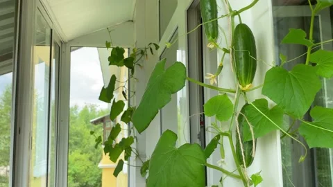 Cucumber plants growing on balcony Stock Footage 161807896