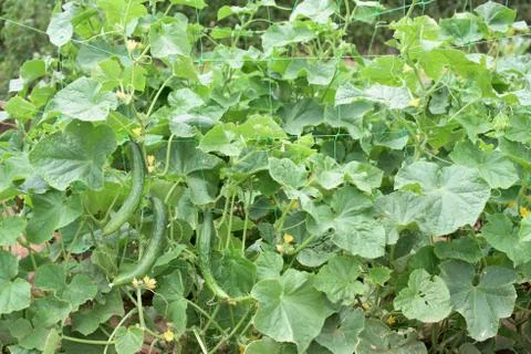 Cucumber plants Stock Photos
