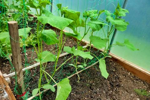 Cucumber Plants. Stock Photos