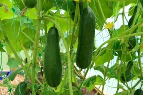 Cucumber Plants. 写真素材