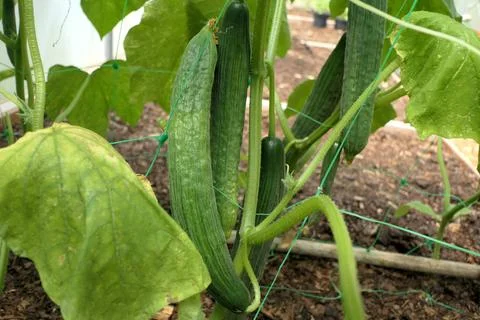 Cucumber Plants. Stock Photos