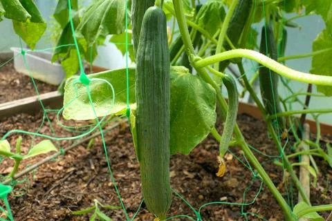 Cucumber Plants. Stock Photos