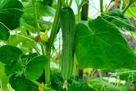 Cucumber Plants. Stock Photos
