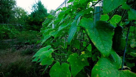 Cucumber plants slowly begin to wither while growing in fall Video stock 331835731