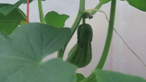 Cucumber plants in a small  greenhouse 库存影片 247339527
