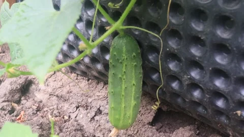Cucumber plants in a small  greenhouse Vidéo 247341503