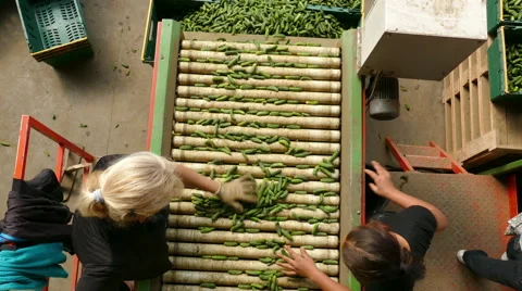 Cucumber processing factory Stock Footage