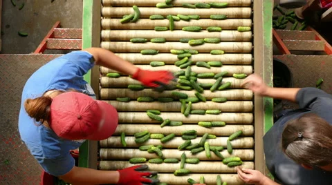 Cucumber processing factory Stock Footage 67942073