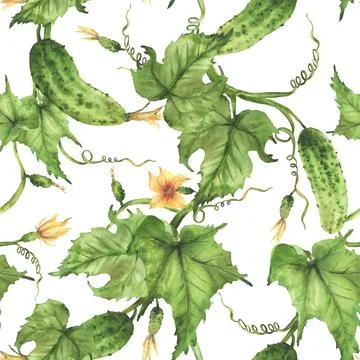 Cucumber seamless pattern. Growing plant with crop of vegetables, flowers and Stock Illustration