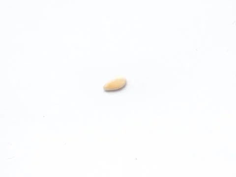 Cucumber seed Stock Photos