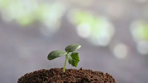 Cucumber Seedling Growing Stock Footage 238950994
