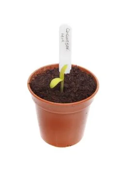 Cucumber seedling Stock Photos