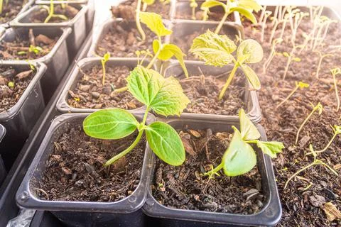 Cucumber seedling in the second true leaf stage, lateral sunlight and selecti Stock Photos