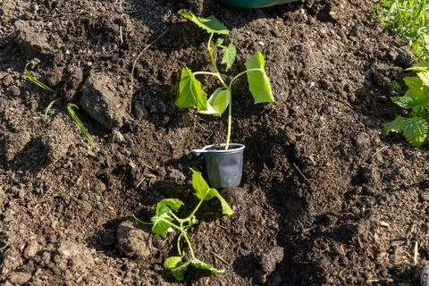 Cucumber seedlings are ready to be planted in the ground Stock Photos