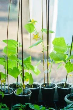 Cucumber seedlings bloom Stock Photos