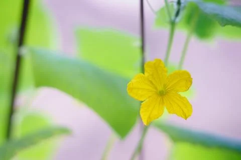 Cucumber seedlings bloom Foto stock