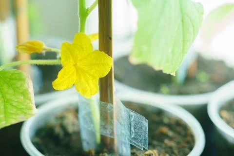 Cucumber seedlings bloom Stock Photos