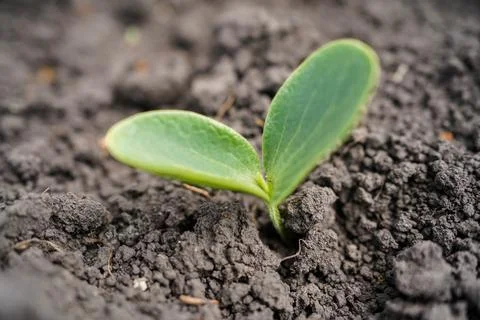 Cucumber seedlings close-up. Stock Photos