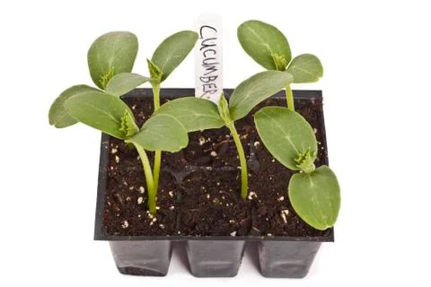 Cucumber seedlings Stock Photos