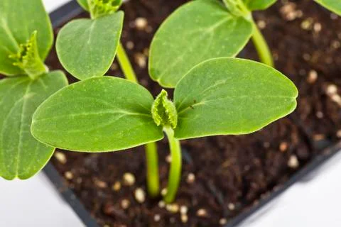 Cucumber seedlings Stock Photos