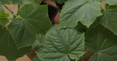 Cucumber seedlings in plastic pots. Stock Footage 309047956