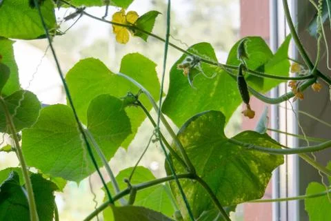 Cucumber Seedlings on the Window Foto stock