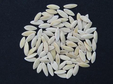 Cucumber seeds on black background  Foto stock